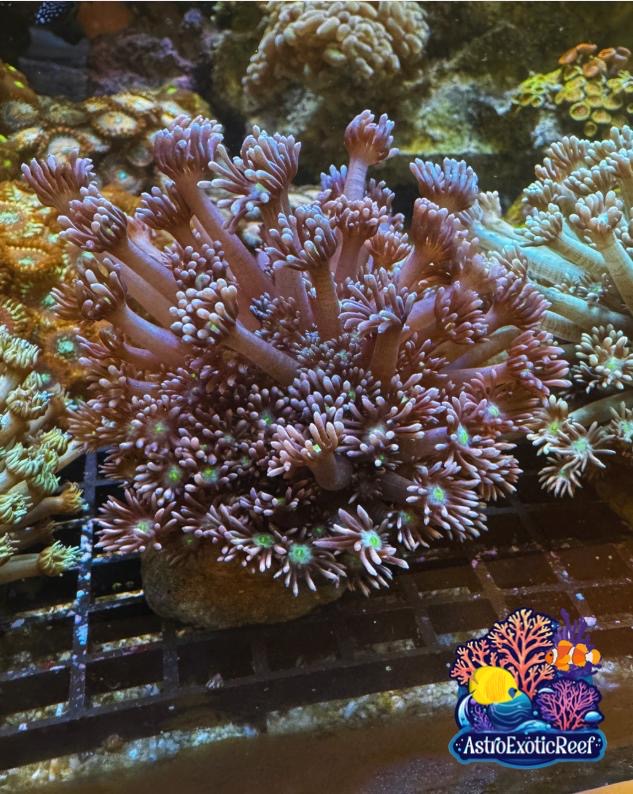 Ultra Purple/Green Goniopora (WYSIWYG)