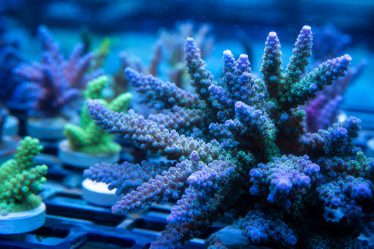 AI Parameter Control for SPS Coral Growth