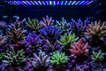 Unlock Vibrant SPS Coral Color with Full-Spectrum LEDs