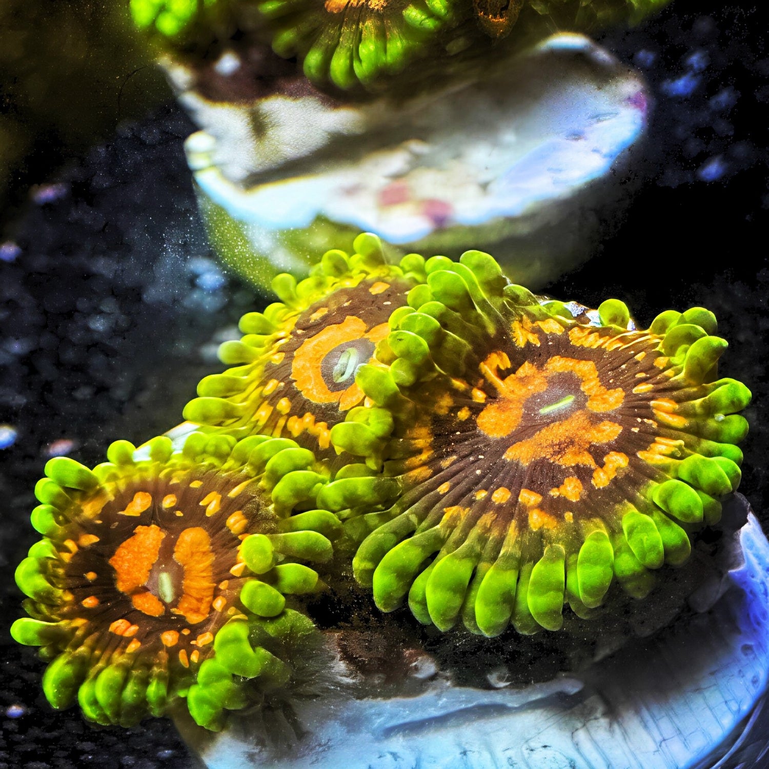 Soft Corals