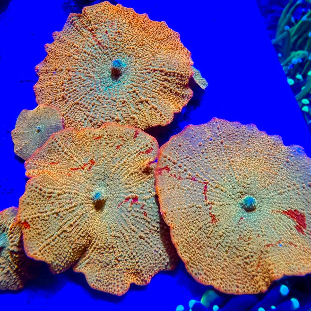 Mushroom Corals
