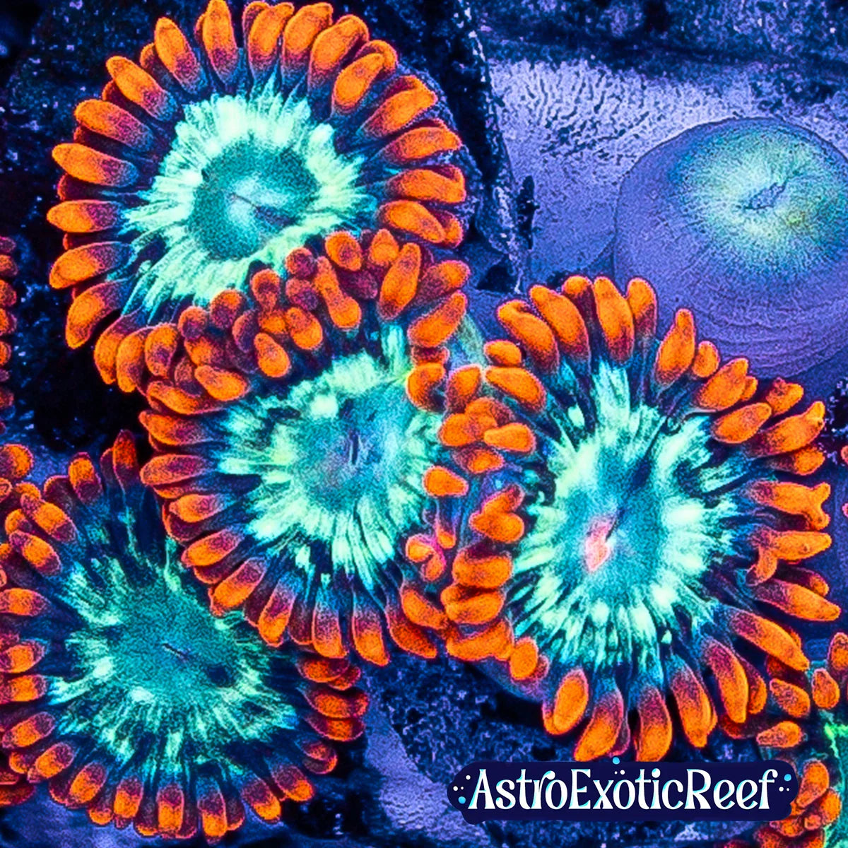 Zoanthids