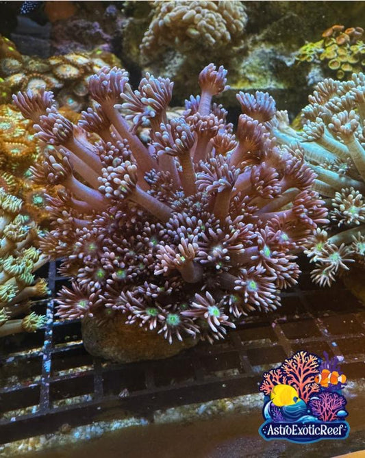 Ultra Purple/Green Goniopora (WYSIWYG)