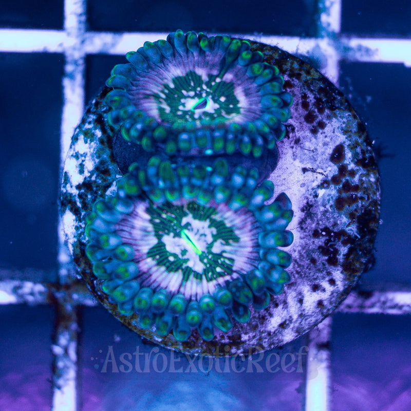Pink Hawaiian People Eater Zoanthids 02 WYSIWYG coral frag — AstroExoticReef