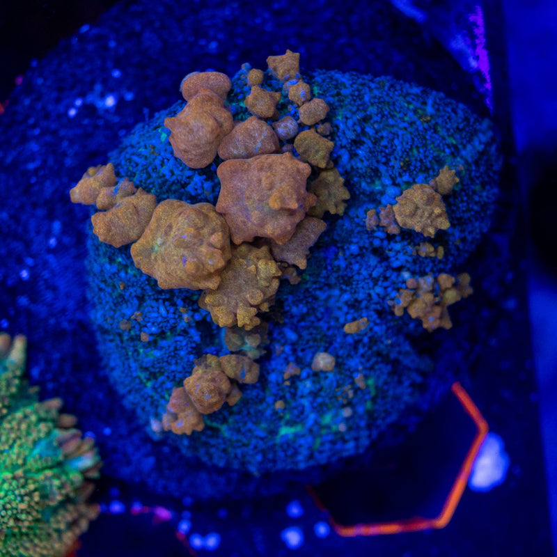 Sunkist Bounce Mushroom WYSIWYG coral frag — AstroExoticReef