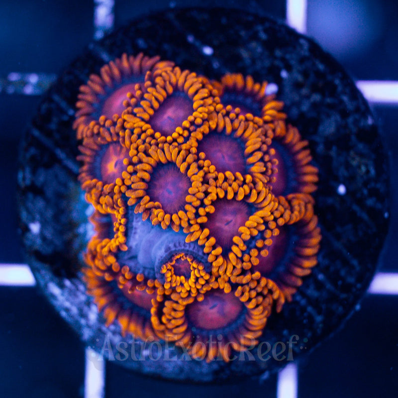 Bam Bam Zoanthids (mini-colony) 02 WYSIWYG coral frag — AstroExoticReef