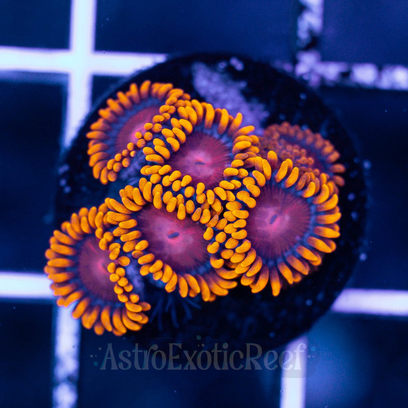 Bam Bam Zoanthids 01 WYSIWYG coral frag — AstroExoticReef
