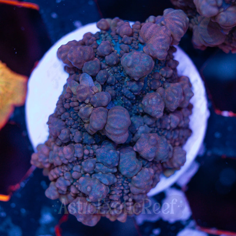 JF Raunchy Red Bounce Mushroom 02 WYSIWYG coral frag — AstroExoticReef