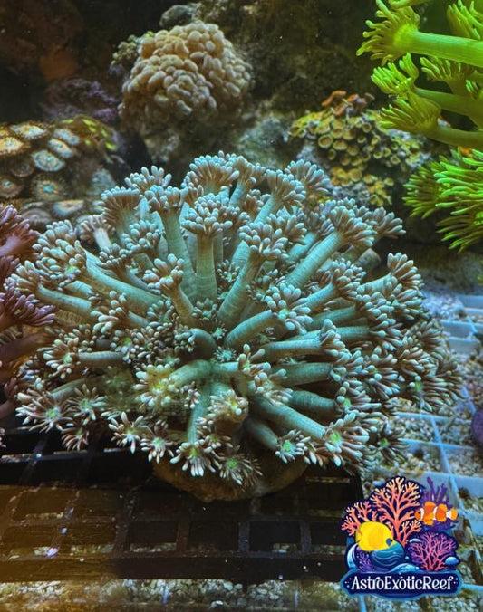 Ultra Teal Neon Green Goniopora (WYSIWYG)