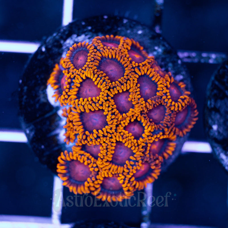 Bam Bam Zoanthids (mini-colony) 01 WYSIWYG coral frag — AstroExoticReef