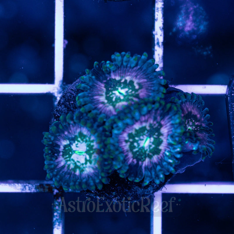 Pink Hawaiian People Eater Zoanthids WYSIWYG coral frag — AstroExoticReef