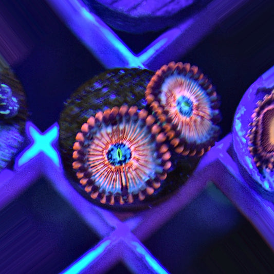 White Zombie Zoa