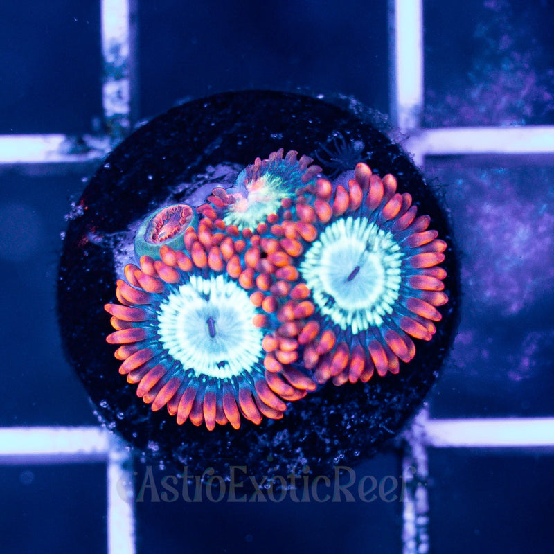 WWC Astral Shift Zoanthids WYSIWYG coral frag — AstroExoticReef