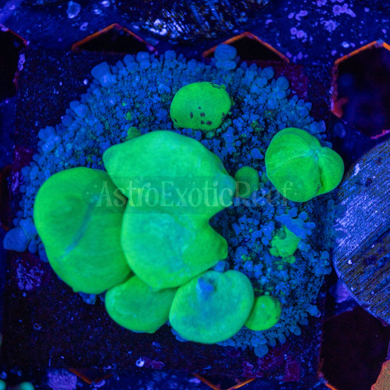 Ultra Biohazard Bounce Mushroom WYSIWYG coral frag — AstroExoticReef