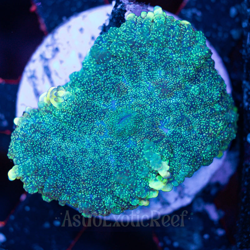 Neon Green Rhodactis Mushroom WYSIWYG coral frag — AstroExoticReef
