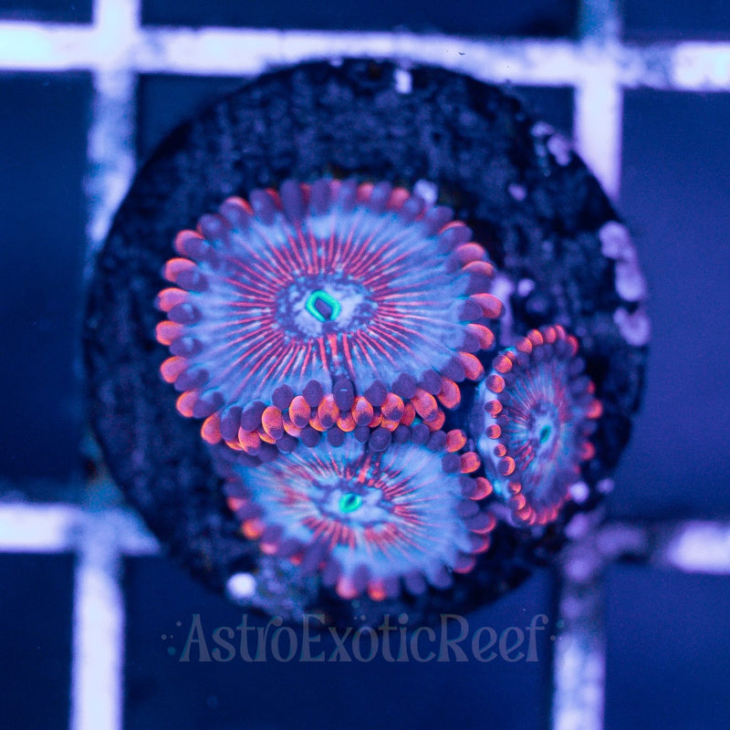 White Zombie Zoanthids 03 WYSIWYG coral frag — AstroExoticReef