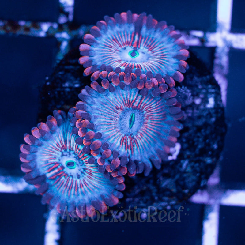 White Zombie Zoanthids 04 WYSIWYG coral frag — AstroExoticReef