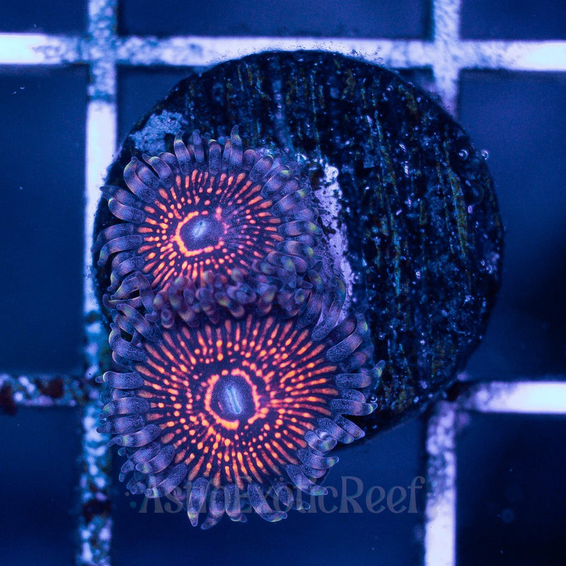 Twizzler Zoanthids WYSIWYG coral frag — AstroExoticReef