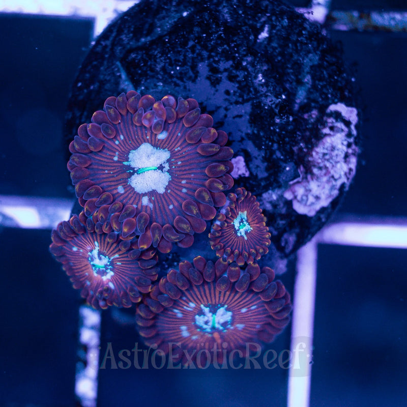 Seduction Zoanthids 02 WYSIWYG coral frag — AstroExoticReef