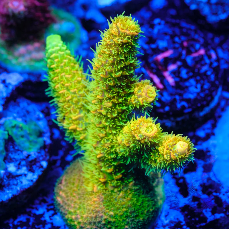 Rainbow Millepora Frag