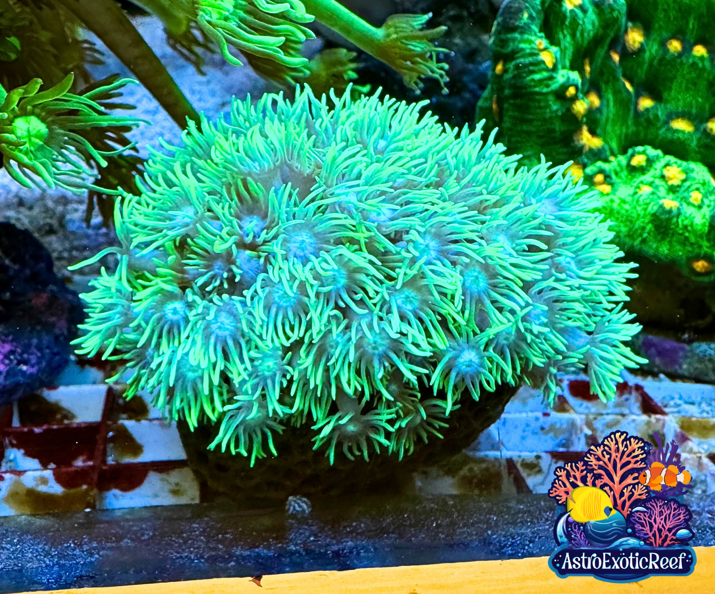 Neon Green Goniopora (WYSIWYG)