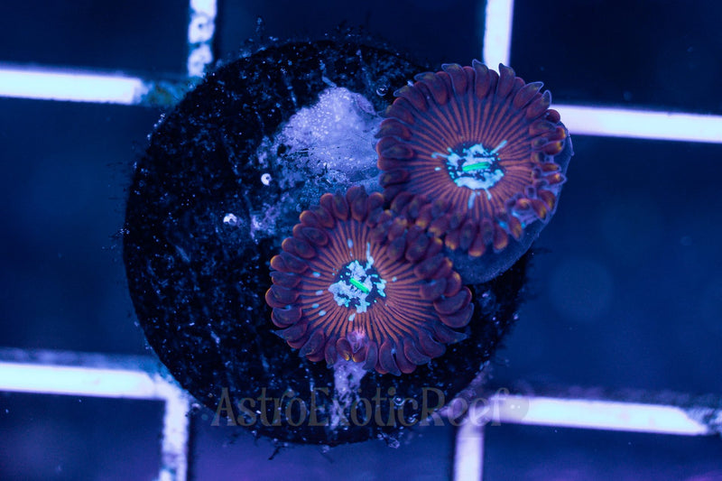Seduction Zoanthids 01 WYSIWYG coral frag — AstroExoticReef