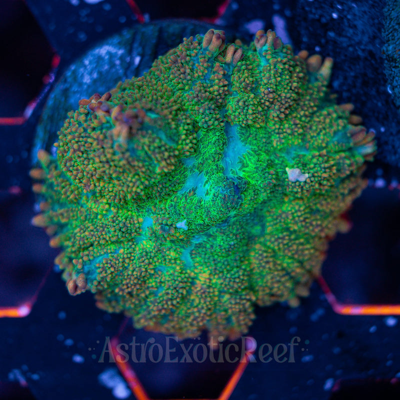 Tequila Sunrise Mushroom WYSIWYG coral frag — AstroExoticReef