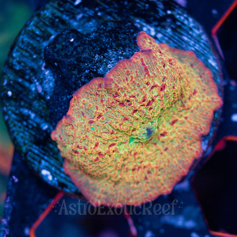 Jawbreaker Poletti Mushroom  WYSIWYG coral frag — AstroExoticReef
