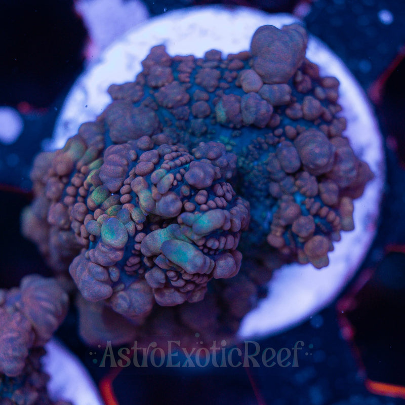 JF Raunchy Red Bounce Mushroom 01 WYSIWYG coral frag — AstroExoticReef
