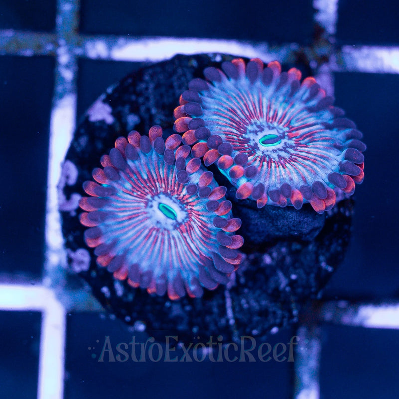 White Zombie Zoanthids 02 WYSIWYG coral frag — AstroExoticReef