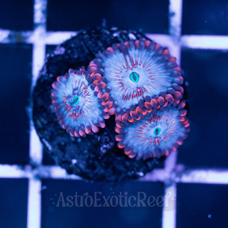 White Zombie Zoanthids WYSIWYG coral frag — AstroExoticReef