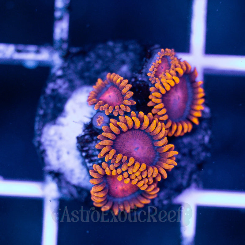 Bam Bam Zoanthids 02 WYSIWYG coral frag — AstroExoticReef