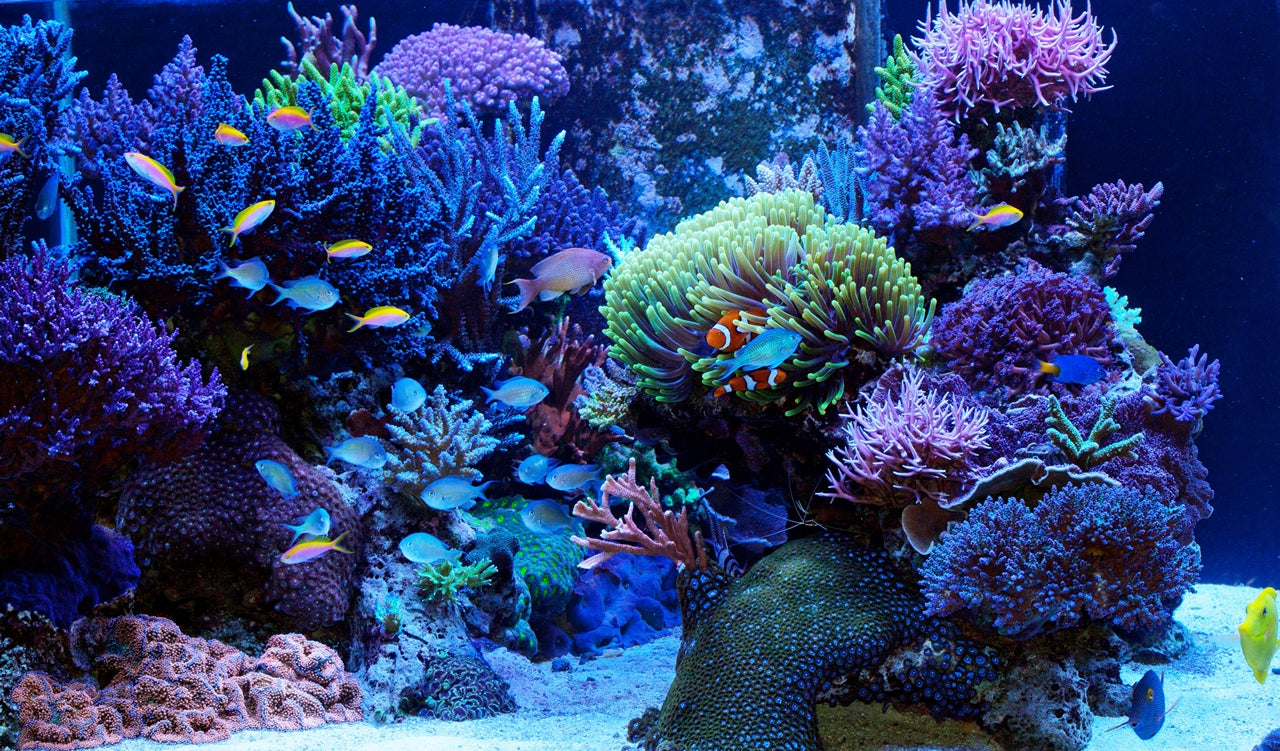 AstroExoticReef | Miami WYSIWYG Exotic Corals | Live Arrival