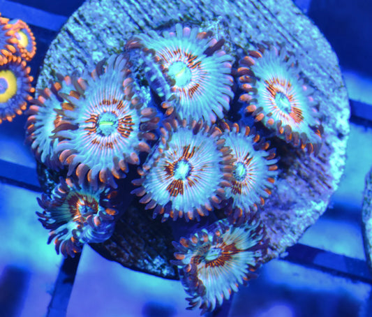 White Zombie Zoa